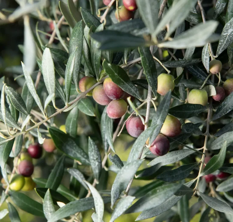 olives arbequines